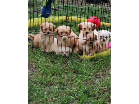 Maltipoo miniklerimiz