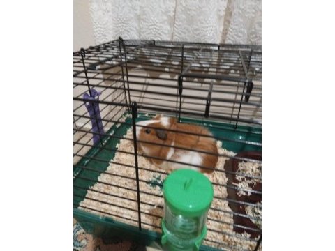 Guinea pig