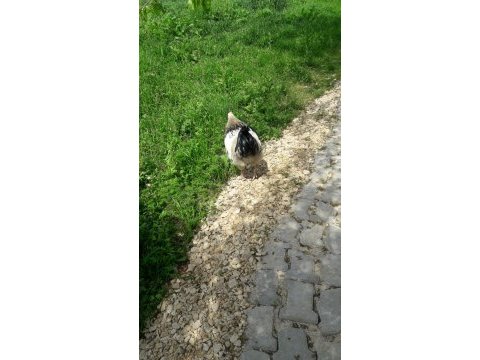 Orjinal brahma horozu 2 yaşında beyaz