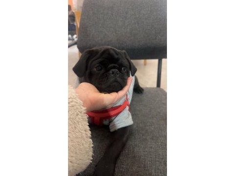 Mükemmel oyuncu pug