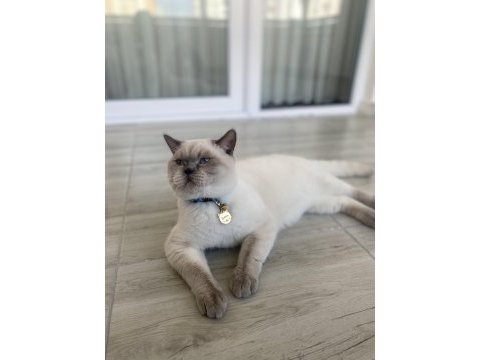 Kendi british shorthair kedim