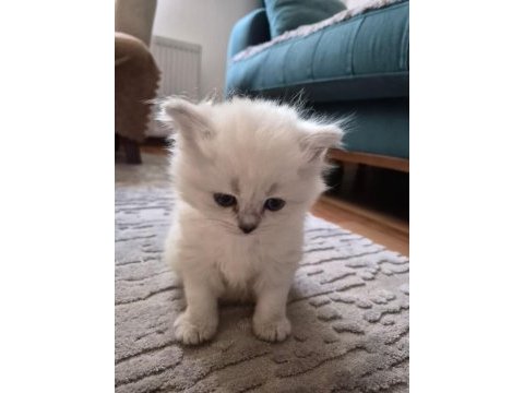 British shorthair ve british longhair