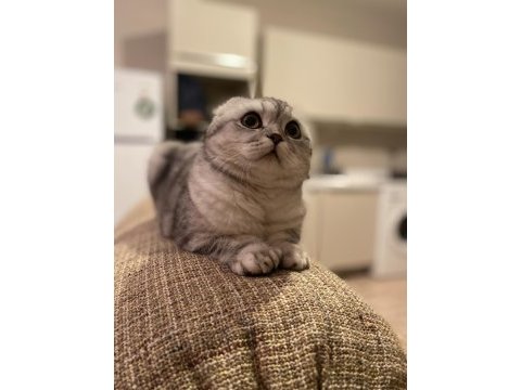 Luna çok tatlı ve sakin scottish fold