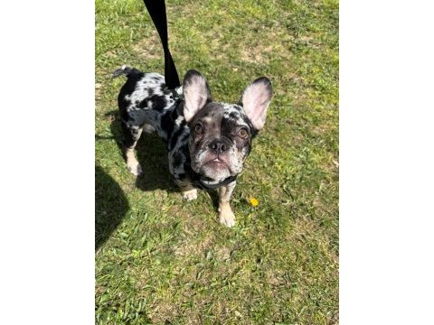 Aşılı ısabella ve fluffy taşıyıcı erkek french bulldog