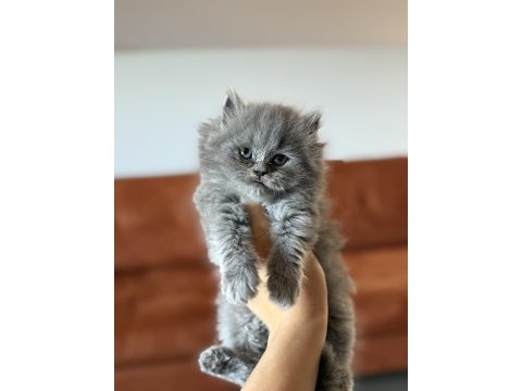Brıtısh longhaır safkan yavrularım 