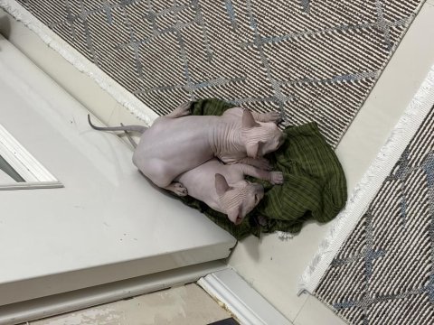 1.5 aylık dişi yavru sphynx