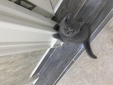 British shorthair yavru kediler