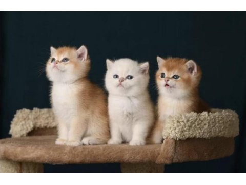 British shorthair ve longhair golden yavrular