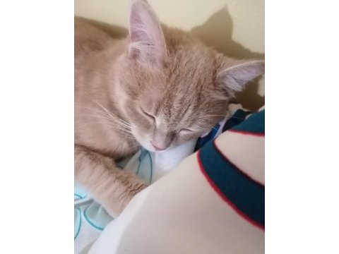 Yetişkin british shorthair