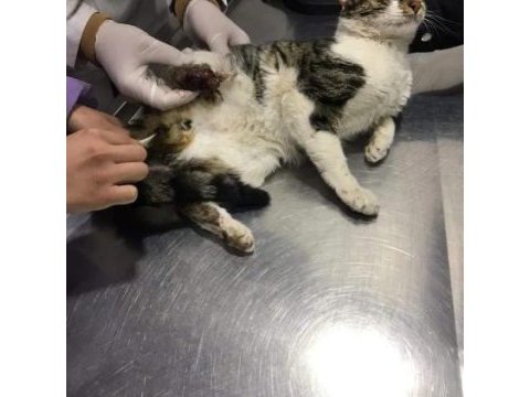 Depremzede kedi