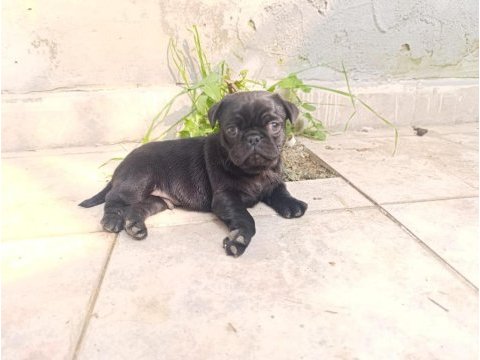 Sahibinden 3 aylık siyah erkek yavru pug