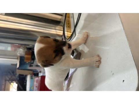 Orjinal jack russell 45 günlük oldular