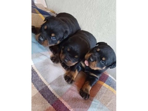 Sağlıklı rottweiler yavrularımız