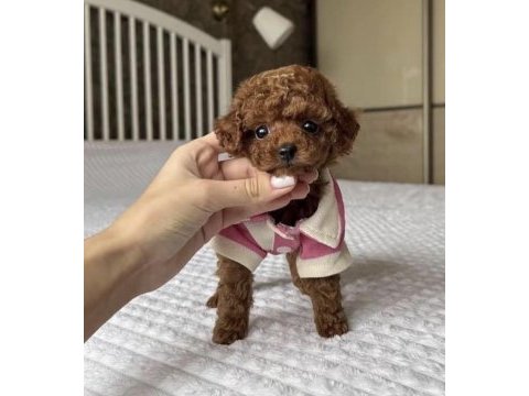 Toy poddle köpeği