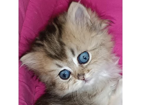 Biritish shortair british longhair safkan yavrular