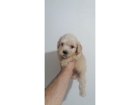 Maltipoo bebekler teslime hazır