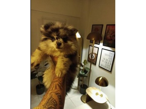 Pomeranian blue merle tr tek