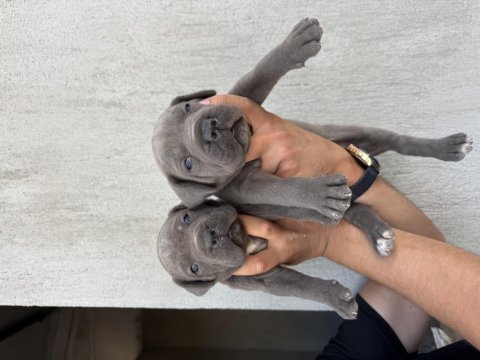 Dev blue cane corso bebekler