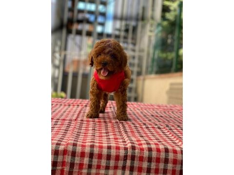 Safkan red brown toy poodle bebekler