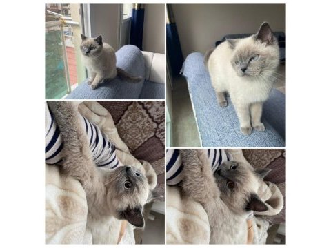 British shorthair blue point