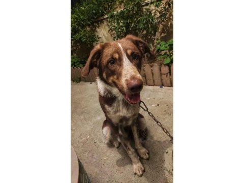 Köpeğimiz acil ücretsiz sahiplendirme