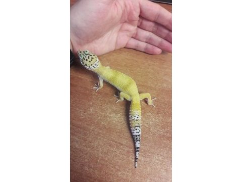 Leopard gecko