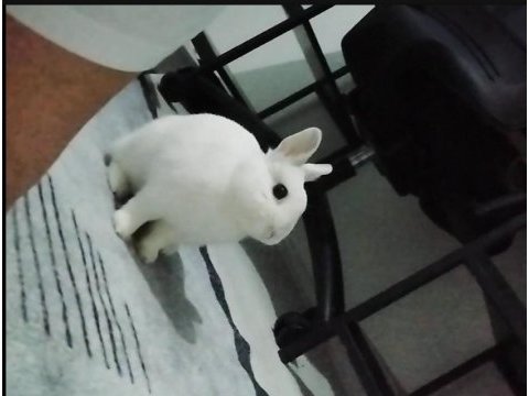 Netherland dwarf cüce tavşan 1 yaşında ve tüm eşyaları