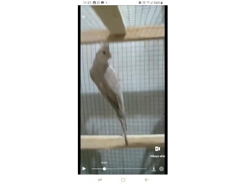 2.5 aylık wf cinnemon erkek sultan papağanı