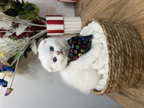 Yakışıklı scottish fold oğlan