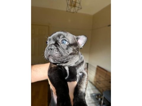 A kalite orjinal french bulldog yavruları 50 günlük