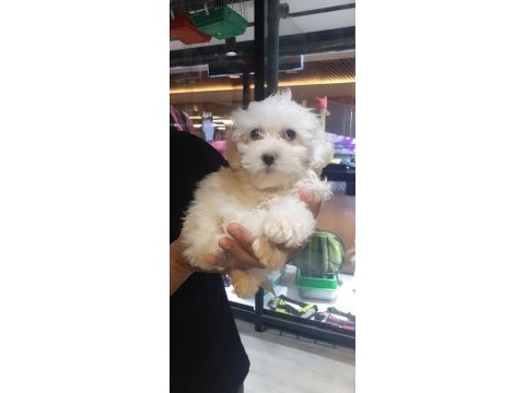 2,5 aylık maltipoo terrier