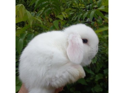 Mini lop tavşan yavruları