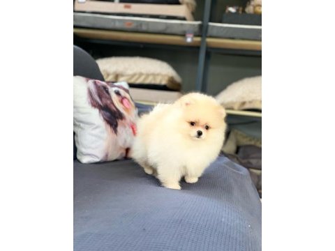 Pomeranian çifliğinden muhteşem yavrular