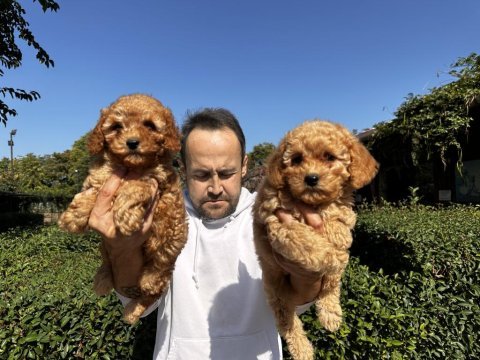 Toy poodle yavrularımız
