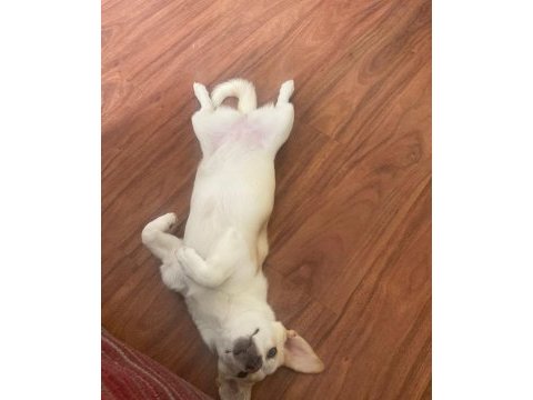 6 aylık köpeğimizin hemen hemen her eğitimi tam yavrumuz