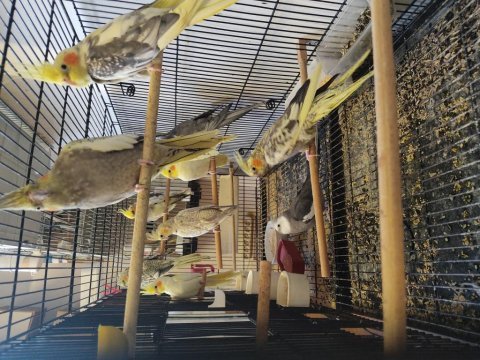 Yumurtalı çift tek erkek dişi ne lazımsa sultan papağanlar
