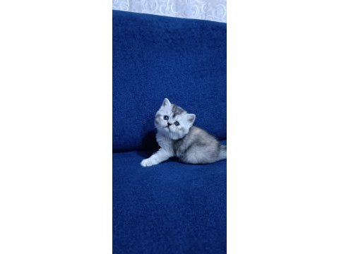 British shorthair