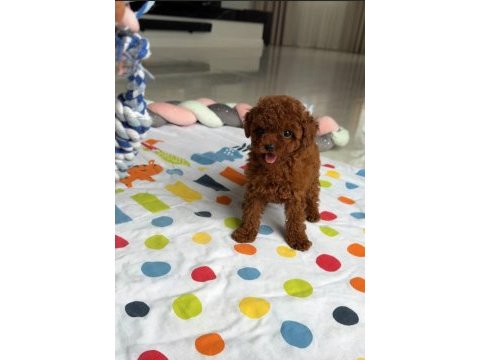 Minik red poodle bebek