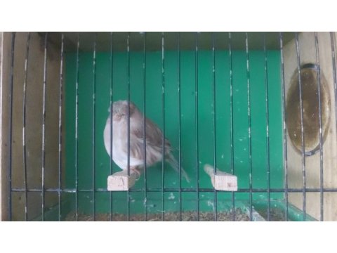 Erkek vasıflı gloster kanarya