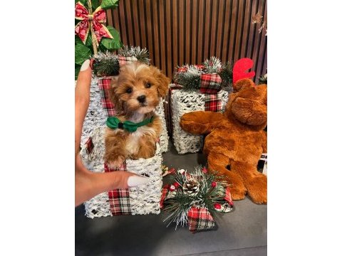 Tarçınlı kurabiye gibi poodle