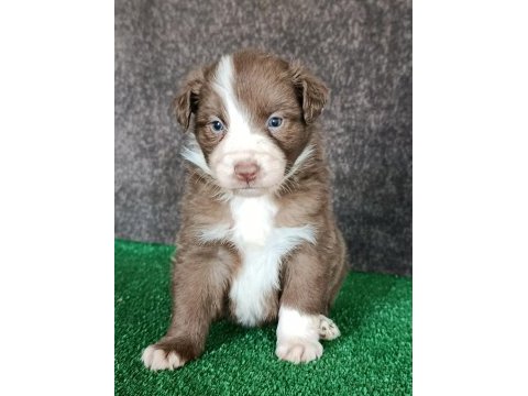 Border collie yavrularımız