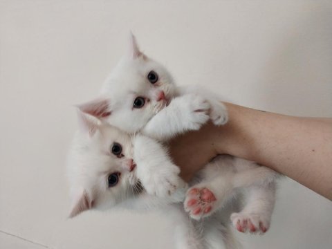 British longhair yavrularımız