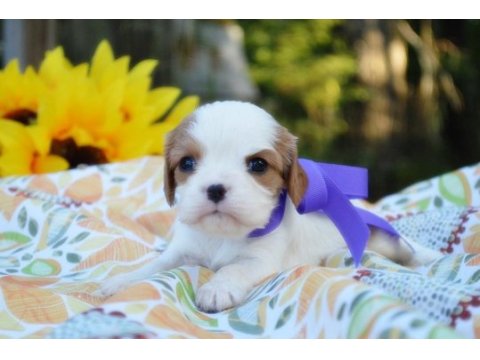 Ailelere uygun cavalier king charles
