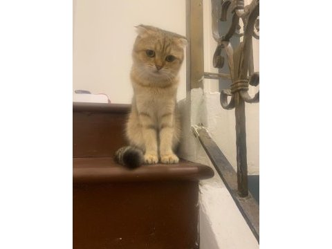 Scottish fold oğluşuma eş arıyorum