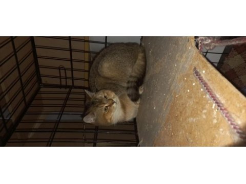 Yetişkin dişi erkek british shorthair