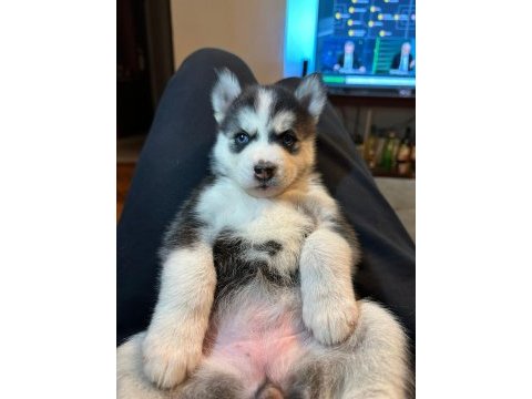 Mavi gözlü husky yavruları