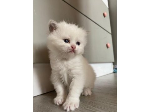 British longhair ve scottish shorthair bluepoint yavrular