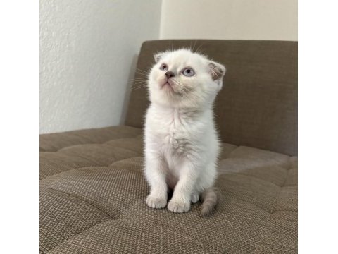 Blue point british shorthair kızımız