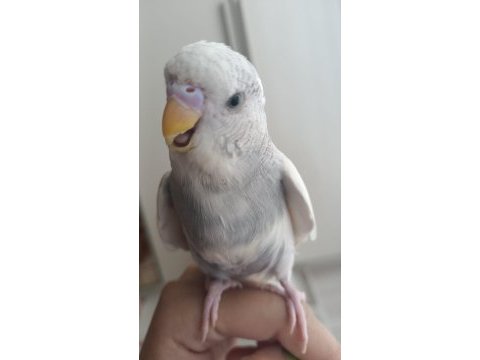 1 adet yavru erkek muhabbet kuşu 2 aylık