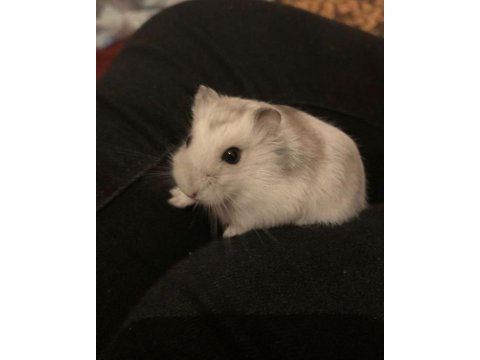 Hamster-gonzales yavrularımız heryere gönderim